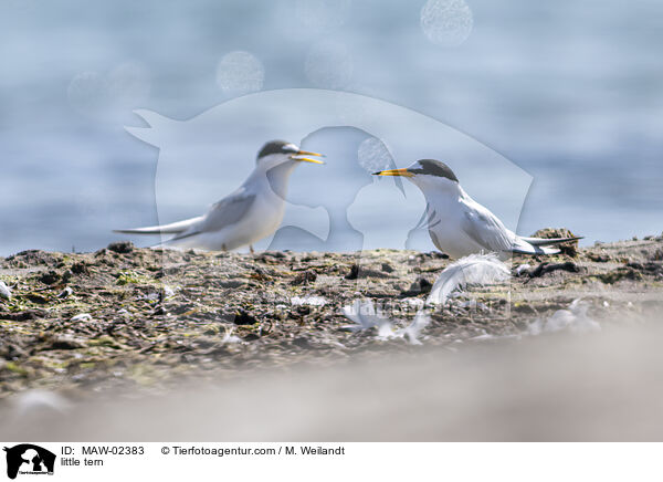 Zwergseeschwalben / little tern / MAW-02383