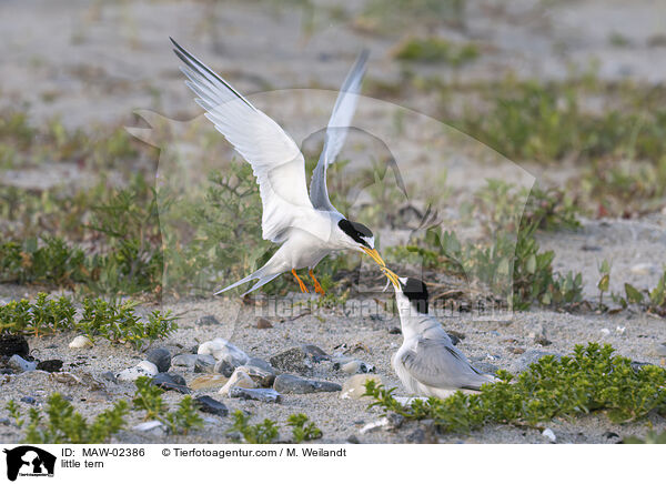 Zwergseeschwalben / little tern / MAW-02386