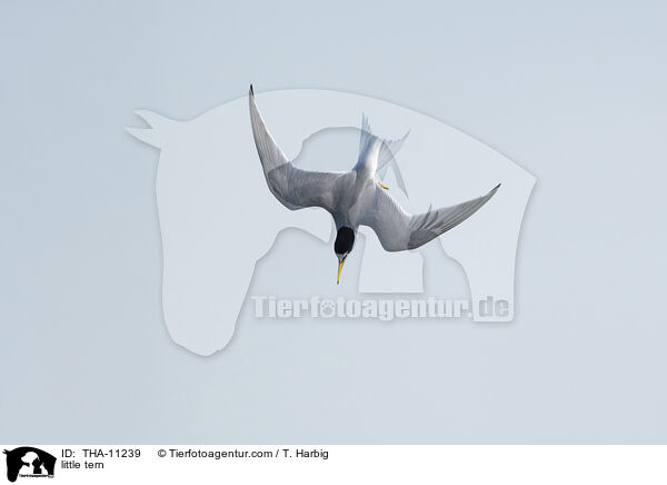 Zwergseeschwalbe / little tern / THA-11239