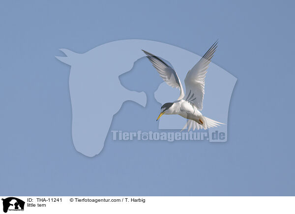 Zwergseeschwalbe / little tern / THA-11241