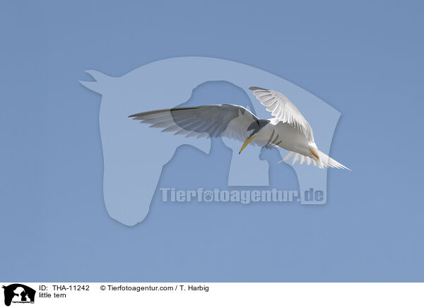 Zwergseeschwalbe / little tern / THA-11242