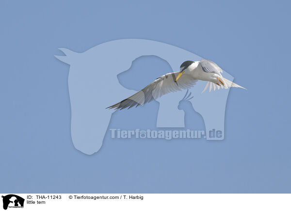 Zwergseeschwalbe / little tern / THA-11243