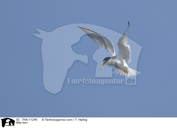 Zwergseeschwalbe / little tern / THA-11246