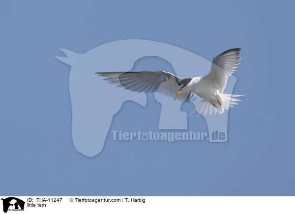 Zwergseeschwalbe / little tern / THA-11247