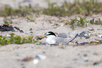 little tern