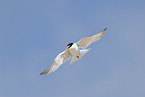 little tern