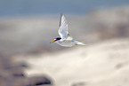 little tern