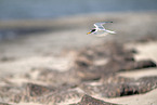 little tern