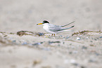 little tern