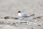 little tern