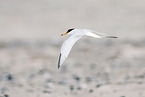 little tern