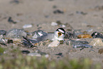 little tern