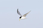little tern