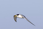 little tern