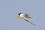 little tern