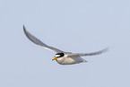little tern