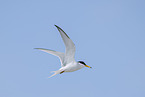 little tern