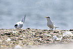 little tern