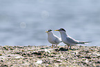 little tern