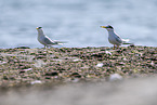 little tern