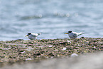 little tern
