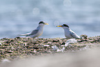 little tern