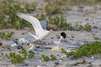 little tern