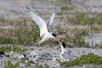 little tern