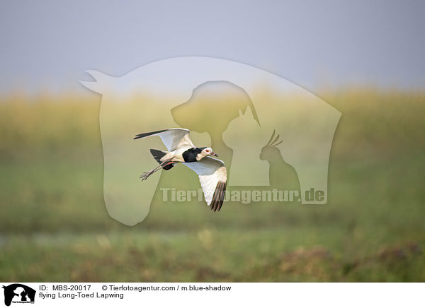 fliegender Langzehenkiebitz / flying Long-Toed Lapwing / MBS-20017