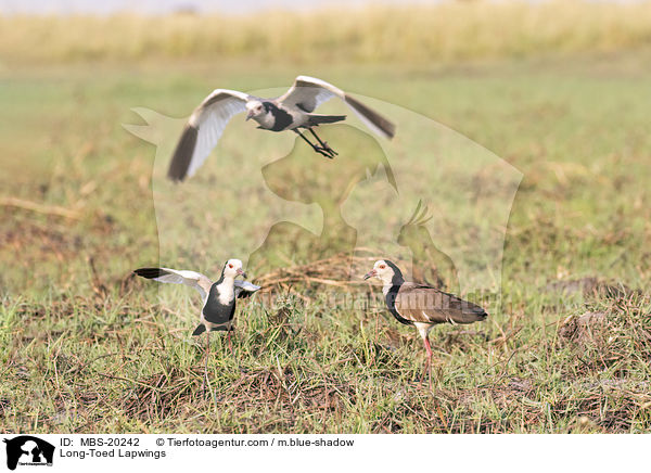 Long-Toed Lapwings / MBS-20242