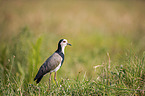 standing Long-Toed Lapwing