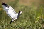 standing Long-Toed Lapwing