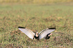 Long-Toed Lapwings