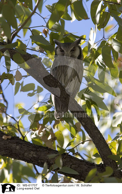 Long-eared Owl / WS-01707