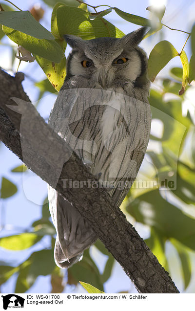 Long-eared Owl / WS-01708