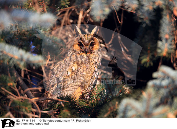 northern long-eared owl / FF-01714