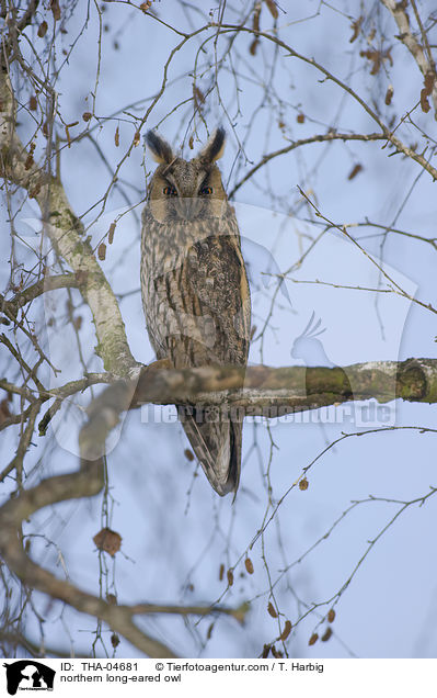Waldohreule / northern long-eared owl / THA-04681