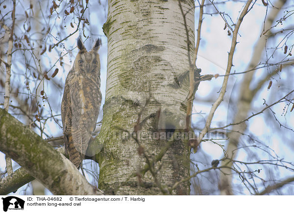 Waldohreule / northern long-eared owl / THA-04682