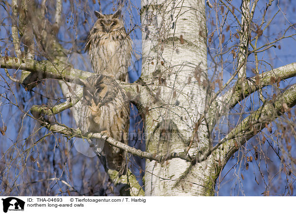 Waldohreulen / northern long-eared owls / THA-04693