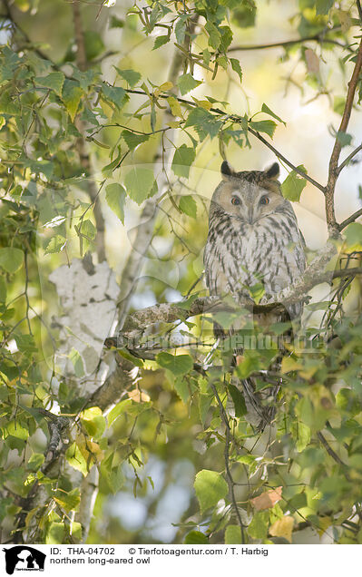 Waldohreule / northern long-eared owl / THA-04702