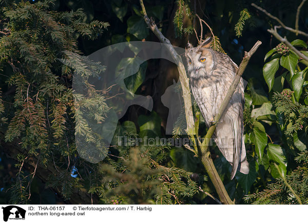 Waldohreule / northern long-eared owl / THA-06157