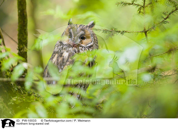 Waldohreule / northern long-eared owl / PW-10033