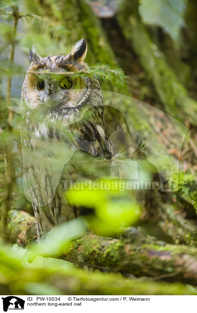 Waldohreule / northern long-eared owl / PW-10034