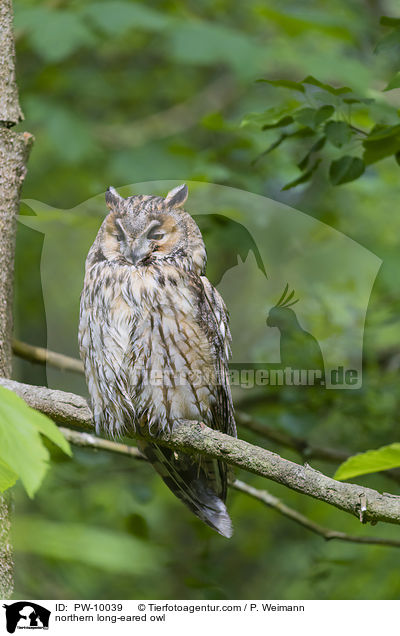 Waldohreule / northern long-eared owl / PW-10039