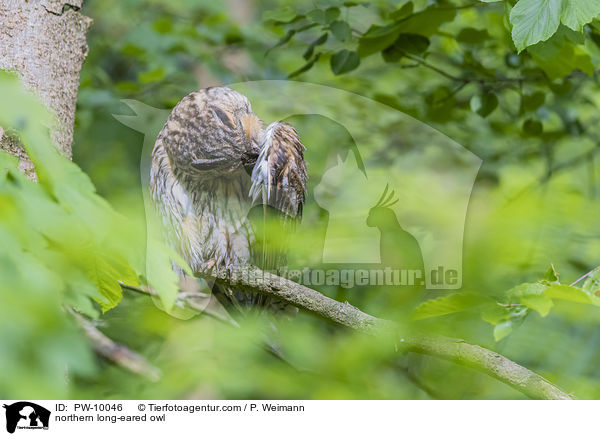 Waldohreule / northern long-eared owl / PW-10046