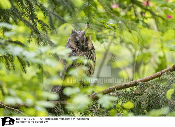 Waldohreule / northern long-eared owl / PW-10047