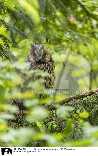 Waldohreule / northern long-eared owl / PW-10048