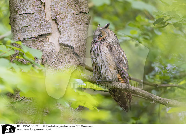 Waldohreule / northern long-eared owl / PW-10052