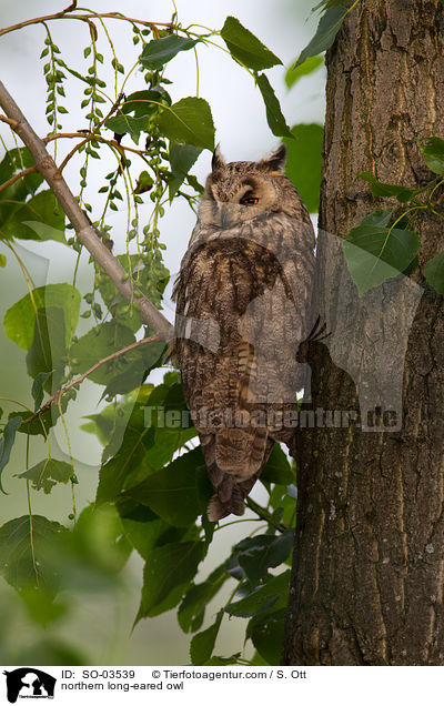 Waldohreule / northern long-eared owl / SO-03539