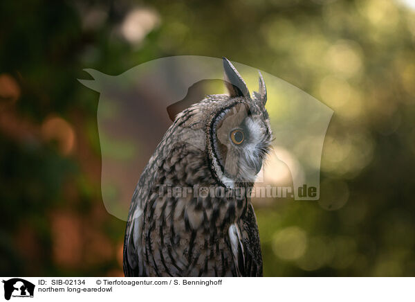 Waldohreule / northern long-earedowl / SIB-02134